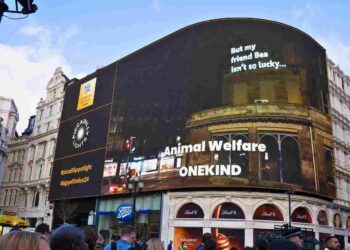 greyhound racing piccadilly lights