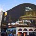 greyhound racing piccadilly lights