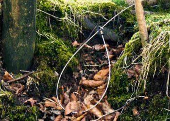 snares Scotland