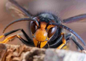 yellow-legged ‘Asian’ hornets