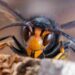 yellow-legged ‘Asian’ hornets