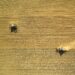 Europe’s farming crisis: who will grow our food?