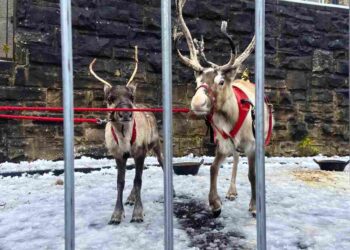 Animal rights groups have released an investigation which has found 75% of reindeer at UK Christmas events were under stress