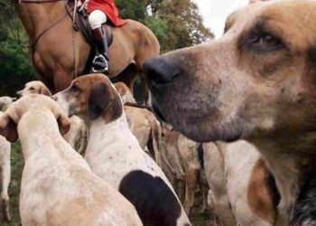 Protect the Wild has found the mistreatment of hounds has surged