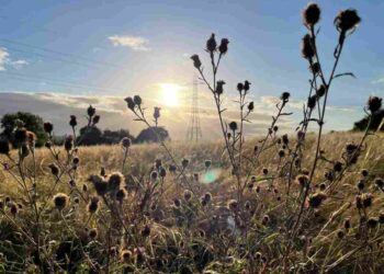 Brislington Meadows is an example of where growth in the planning system trumps the environment