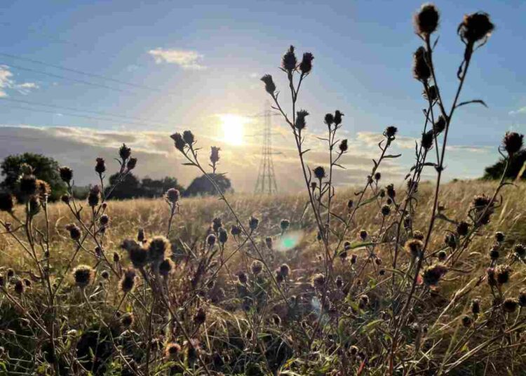 Brislington Meadows is an example of where growth in the planning system trumps the environment