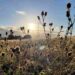 Brislington Meadows is an example of where growth in the planning system trumps the environment