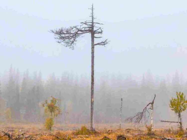 EU biomass industry