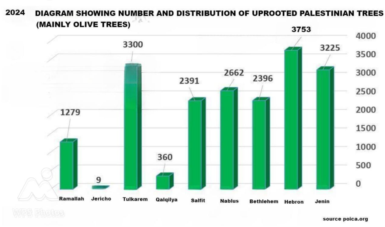 Diagram showing number and distribution of uprooted Palestinian trees (mainly olive trees)