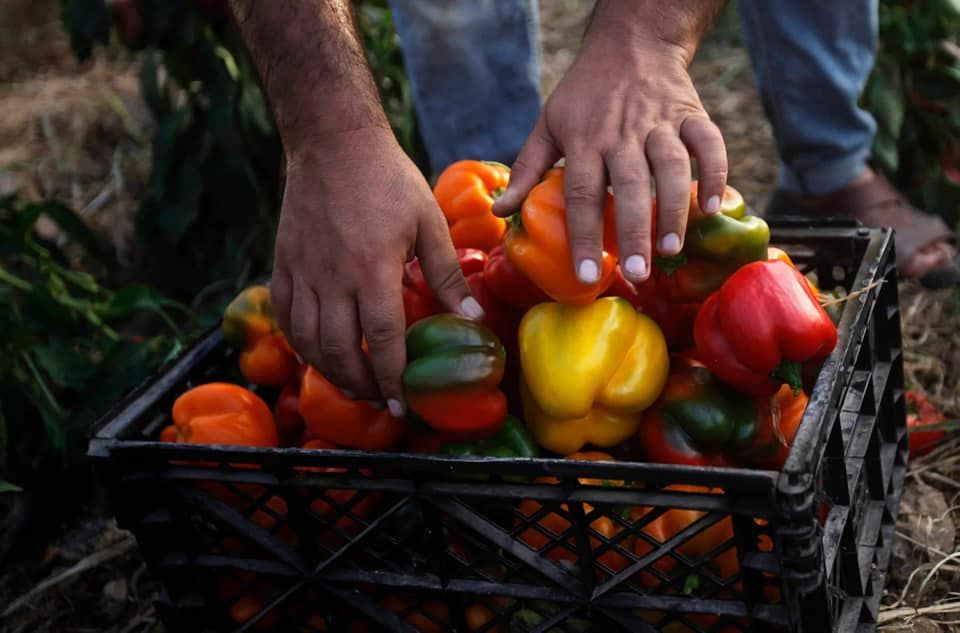 Ghassan Najjar harvesting tomatoes.