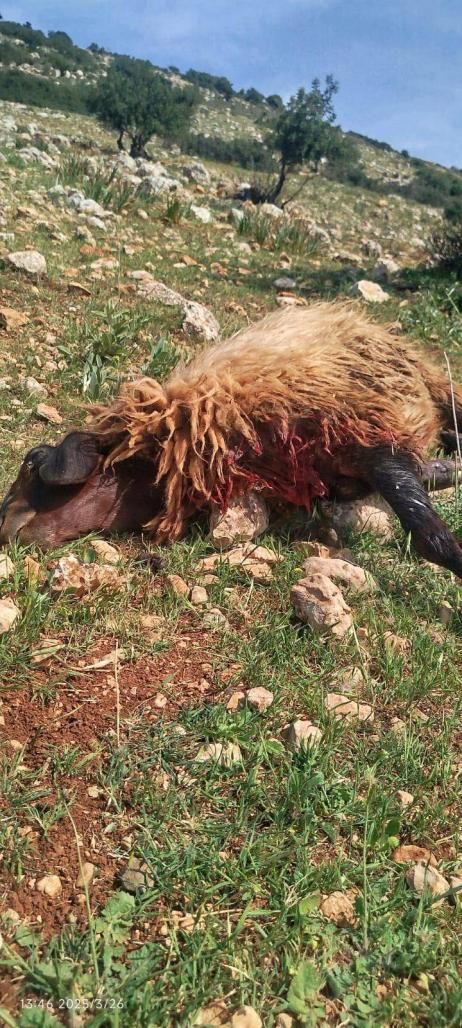 Slaughtered sheep in the Jordan Valley.