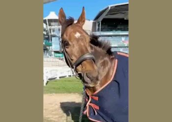 Celebre d’Allen dying shows that Aintree is unnecessary carnage
