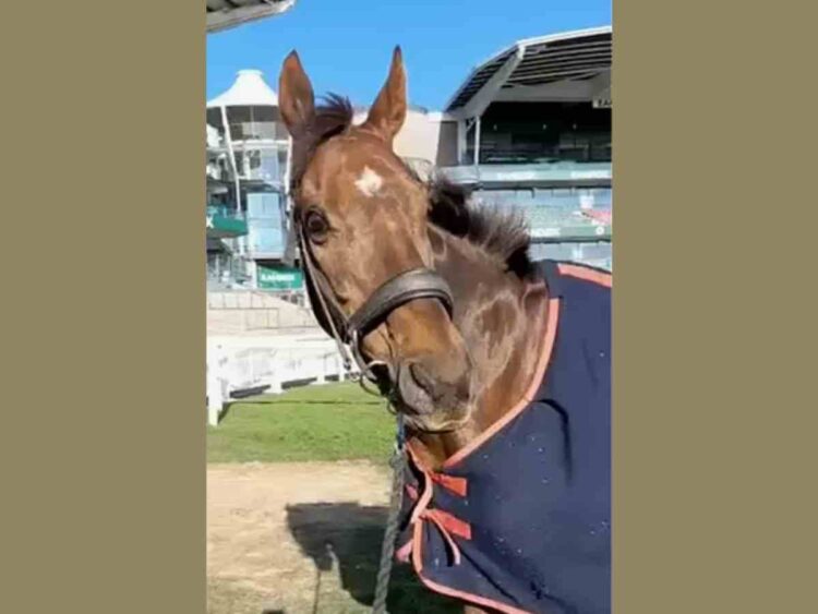 Celebre d’Allen dying shows that Aintree is unnecessary carnage