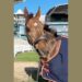 Celebre d’Allen dying shows that Aintree is unnecessary carnage
