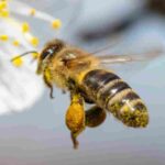 honey bee
