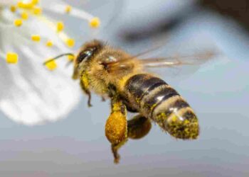 honey bee