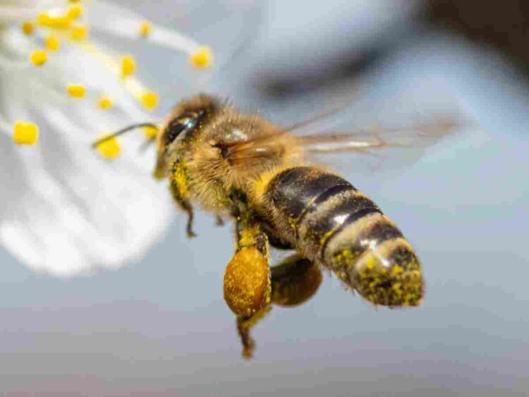 honey bee