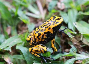 Brazil amphibians