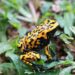 Brazil amphibians