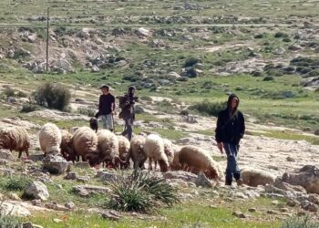 Settlers farming in Susiya, Masafer Yatta. West Bank