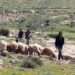 Settlers farming in Susiya, Masafer Yatta. West Bank