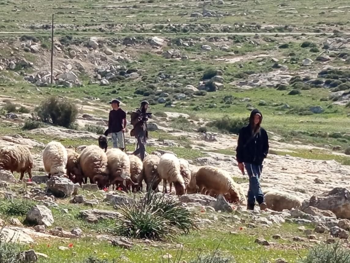 Settlers farming in Susiya, Masafer Yatta.