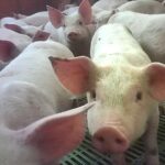 Cranswick-owned pig farm: piglets in crates.
