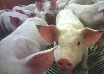 Cranswick-owned pig farm: piglets in crates.