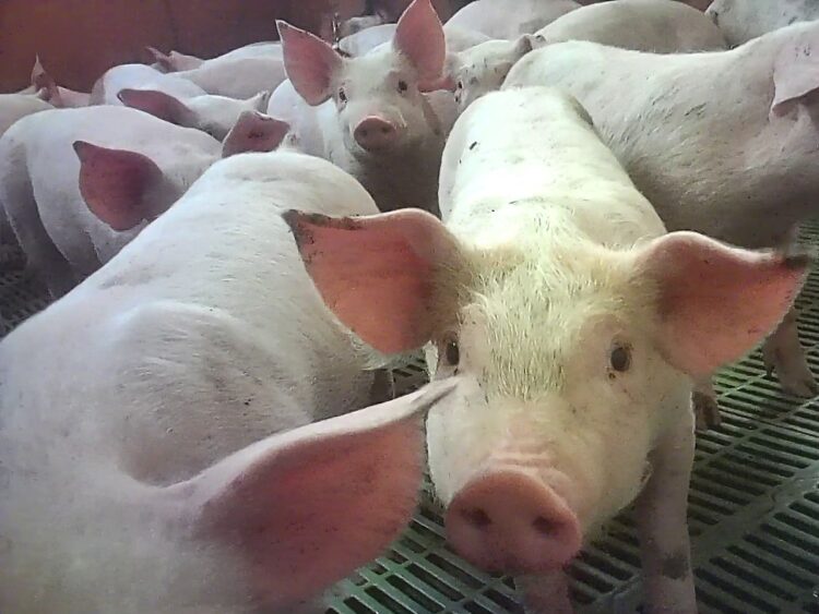 Cranswick-owned pig farm: piglets in crates.