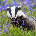 A petition calling for the end to the badger cull just passed 100,000 signatures so will be heading for parliamentary debate