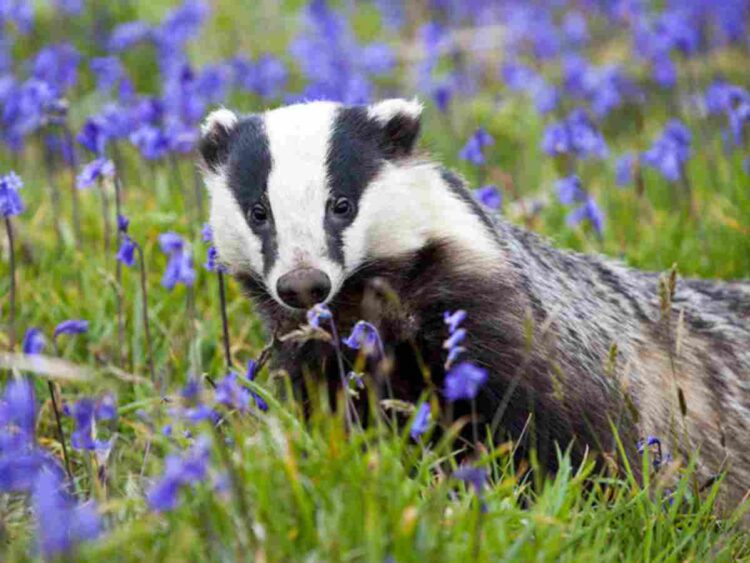 A petition calling for the end to the badger cull just passed 100,000 signatures so will be heading for parliamentary debate