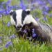 A petition calling for the end to the badger cull just passed 100,000 signatures so will be heading for parliamentary debate