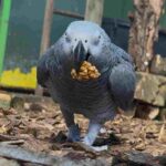 A North Yorkshire sanctuary is giving parrots a second chance Morndyke Parrot Sanctuary