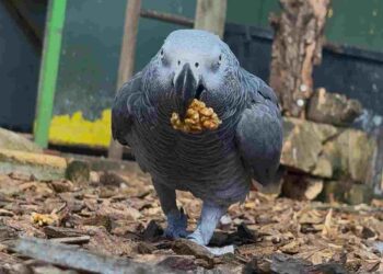 A North Yorkshire sanctuary is giving parrots a second chance Morndyke Parrot Sanctuary