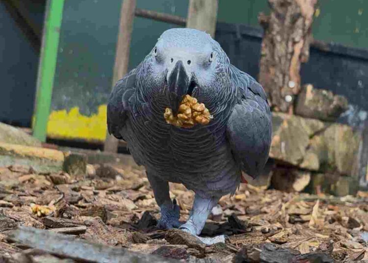 A North Yorkshire sanctuary is giving parrots a second chance Morndyke Parrot Sanctuary