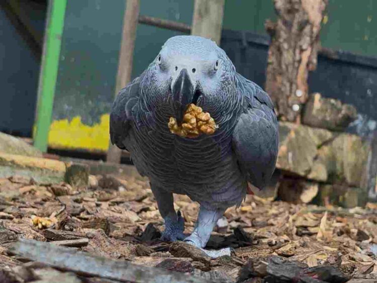 A North Yorkshire sanctuary is giving parrots a second chance Morndyke Parrot Sanctuary