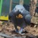 A North Yorkshire sanctuary is giving parrots a second chance Morndyke Parrot Sanctuary