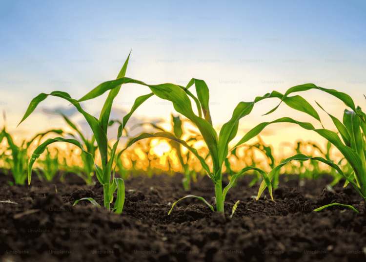 fossil fuels entwined in food systems