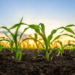 fossil fuels entwined in food systems