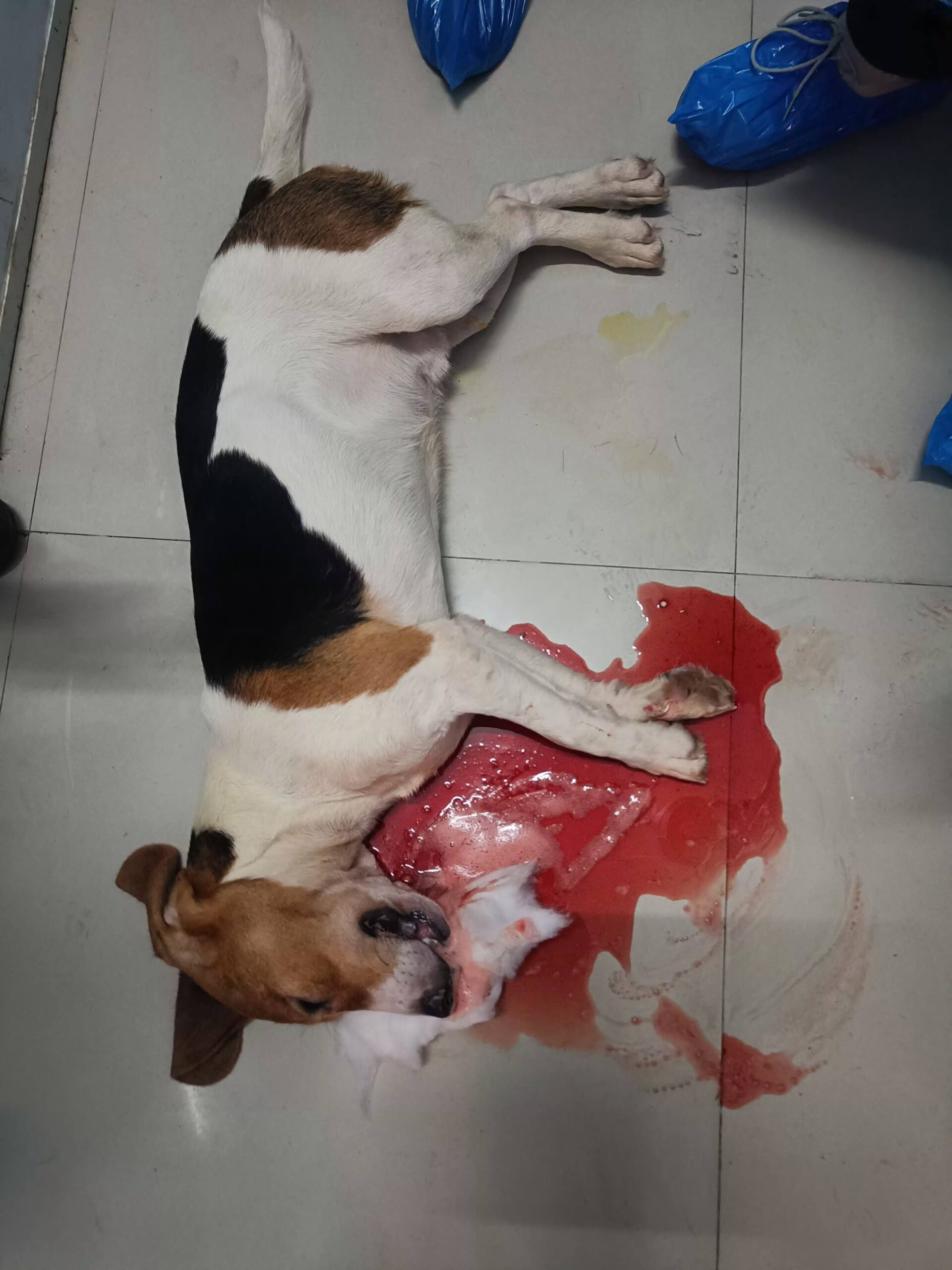 Beagle lying in pool of blood – reportedly killed by laboratory staff. PETA