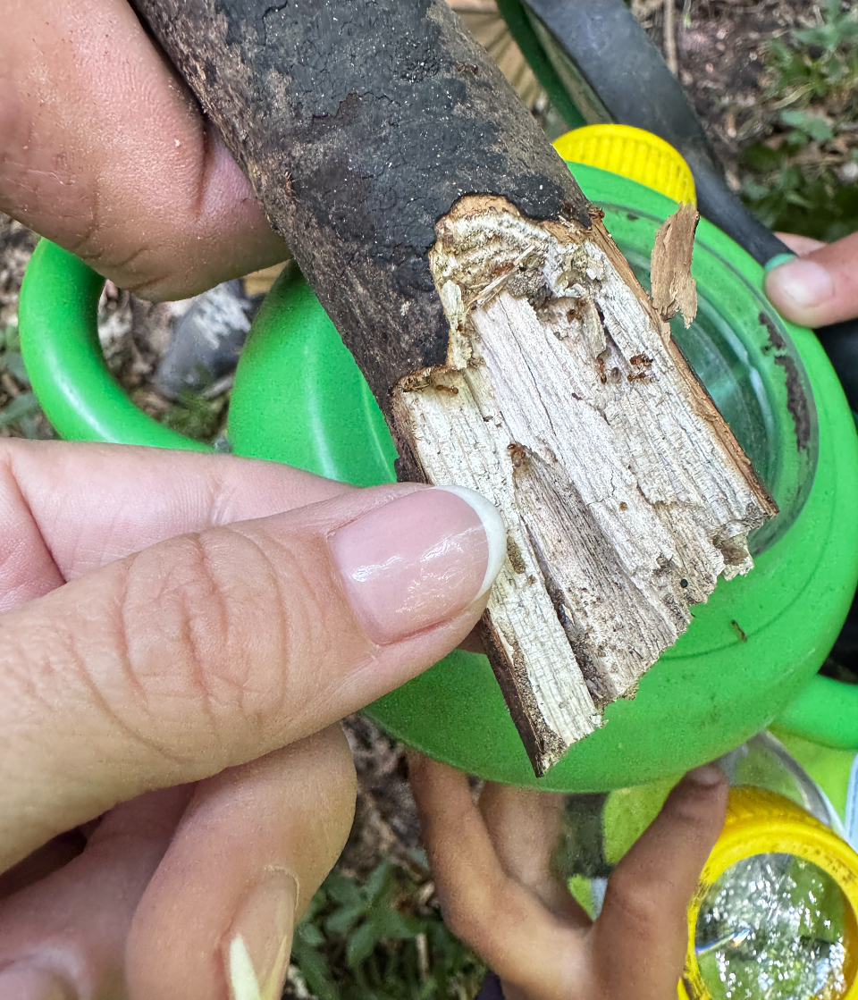 Hands holding a broken branch with insects thriving inside it. 