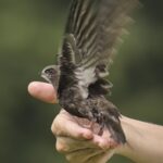A swift preparing to take flight, perched on a hand.