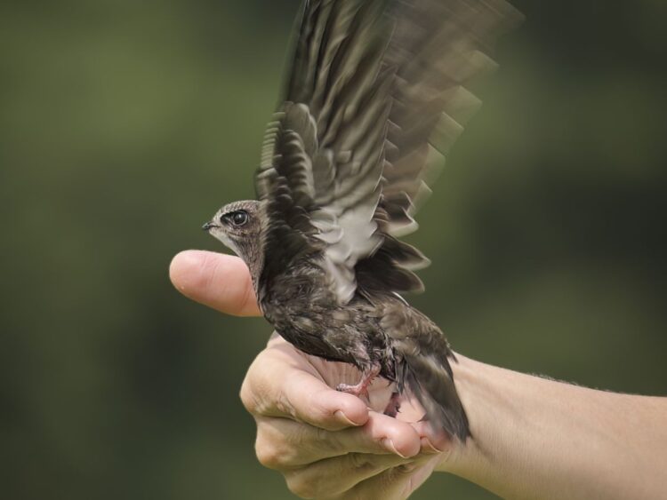 A swift preparing to take flight, perched on a hand.