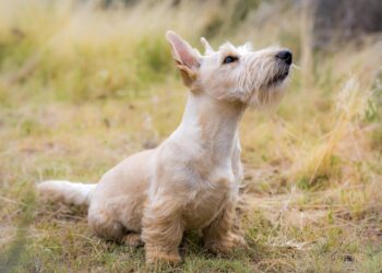 Summer hazards: Keeping your pets safe during your holidays