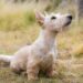 Summer hazards: Keeping your pets safe during your holidays
