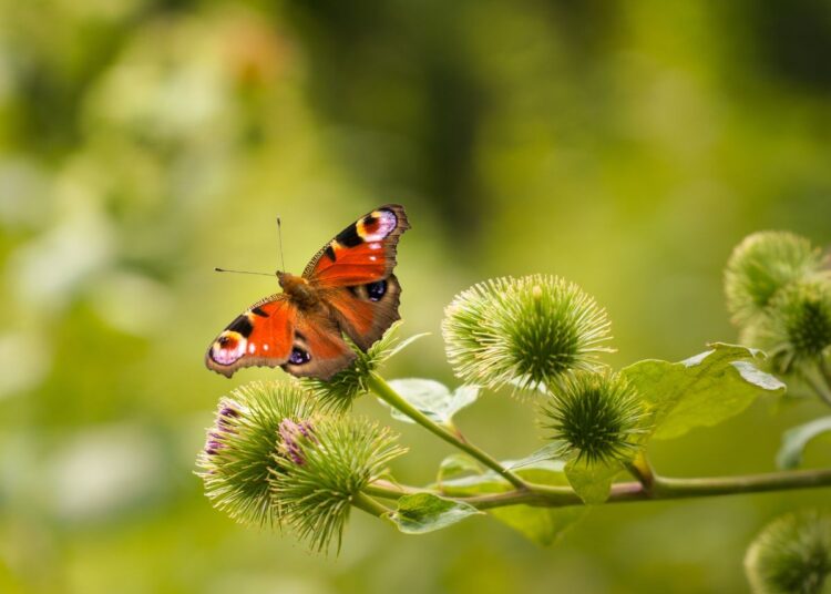 Peacock butterfly on a thistle, with greenery surrounding it.