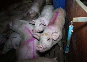 Pigs crammed together in squalid conditions Tesco