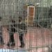 Palestinian prisoners