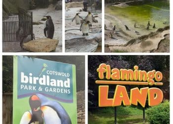 penguins