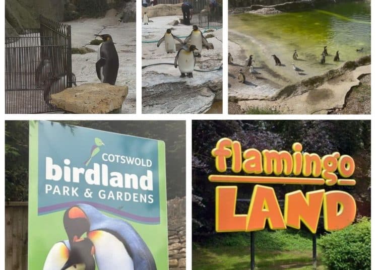 penguins